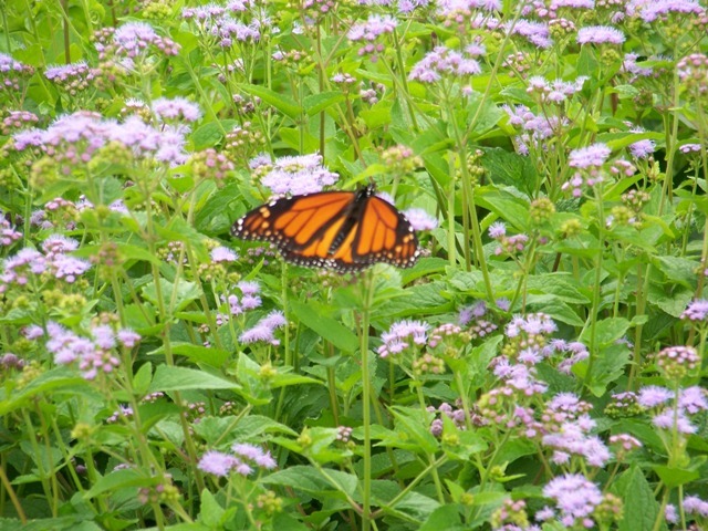 Butterfly on Hardy Ageratum flowers